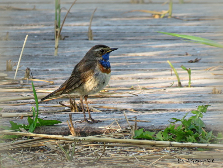 Blauwborst