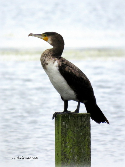 Aalscholver
