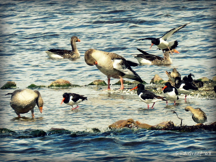 Vogelplas