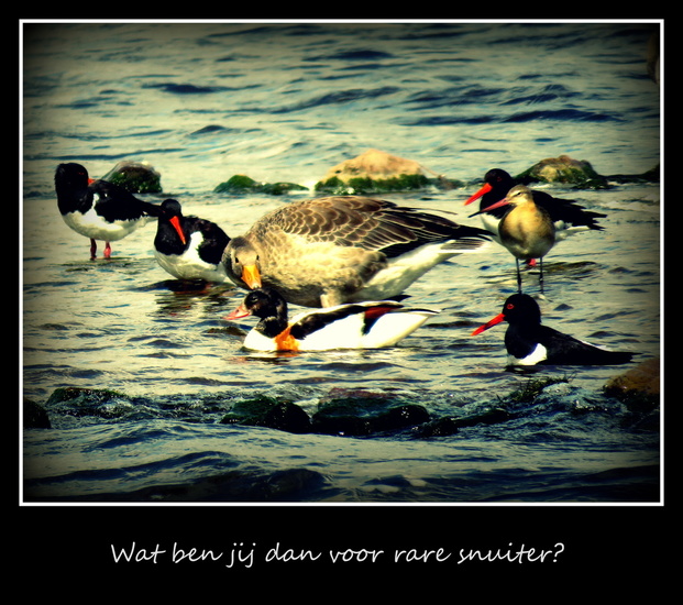 Wat ben jij dan voor rare snuiter?