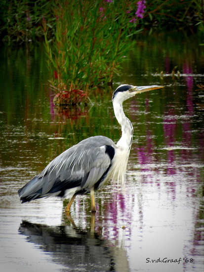 Reiger