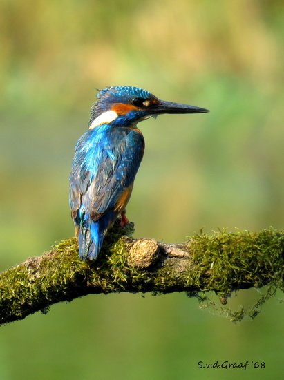 IJsvogel