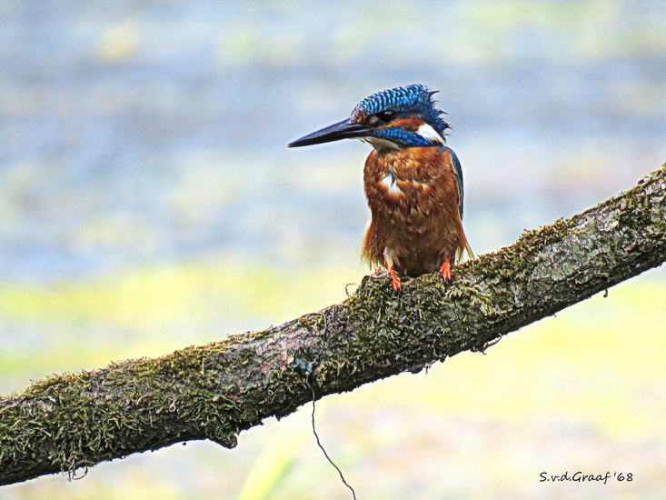 IJsvogel