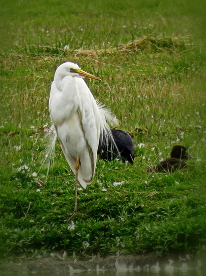 Zilverreiger