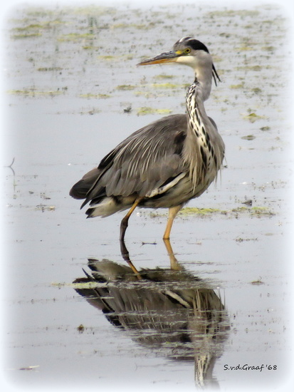 Reiger