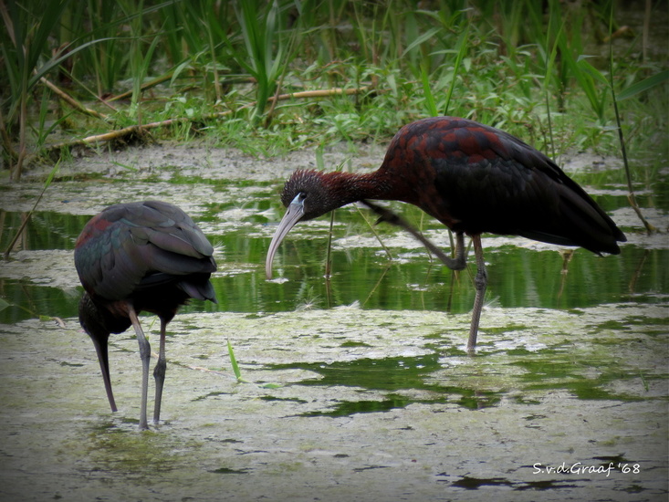 Zwarte Ibis