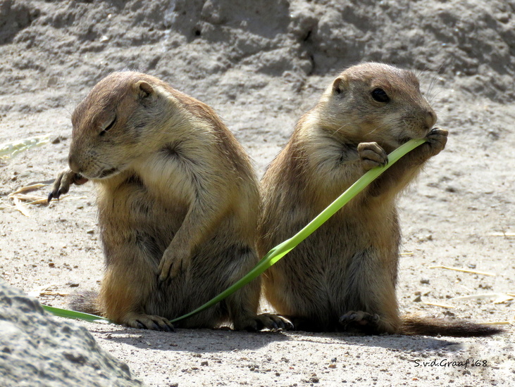 Prairie hondjes