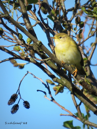 Spotvogel