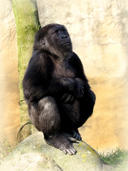 Gorilla