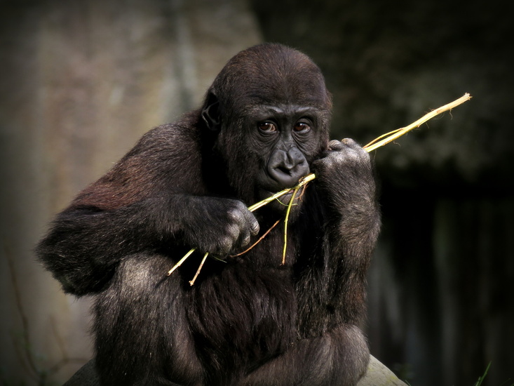 Gorilla