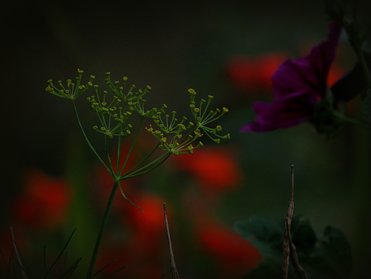 Wilde bloemen