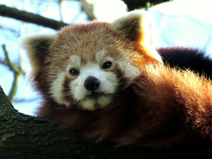 Rode panda