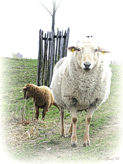 Schaap met Lam