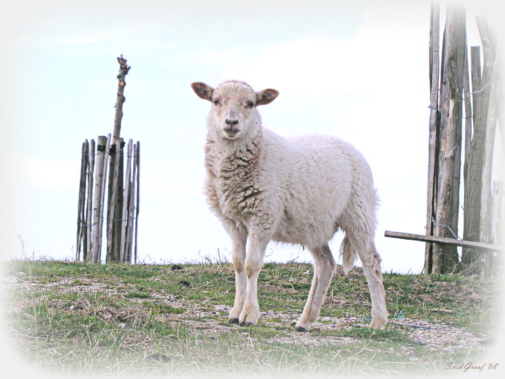 Lammetje wit