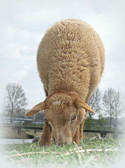 Bruin Lammetje
