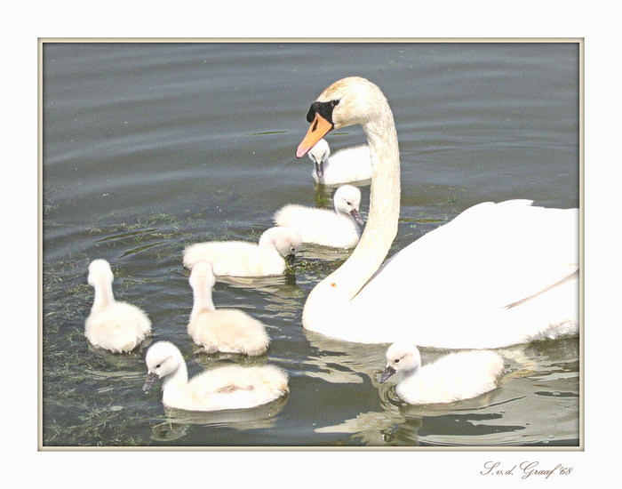 Mama zwaan met kinders