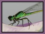 Close up foto,s