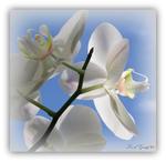 Bloemen