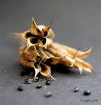 Macro fotografie van verschillende dingen