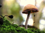 Paddestoelen