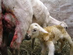 Geboorte of net geboren geitjes of lammetjes