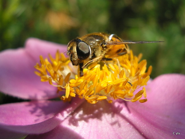 Bij op herfstanemoon