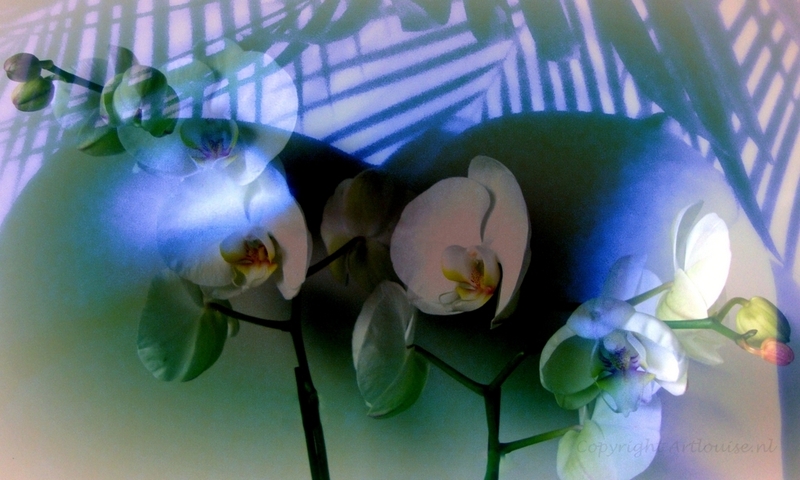 Orchidee met pure vormen blauw