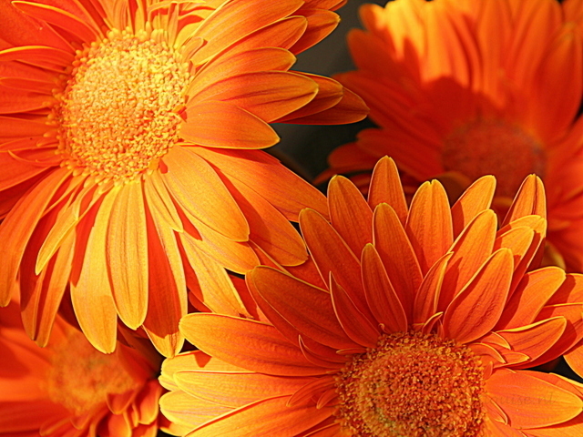 Gerbera