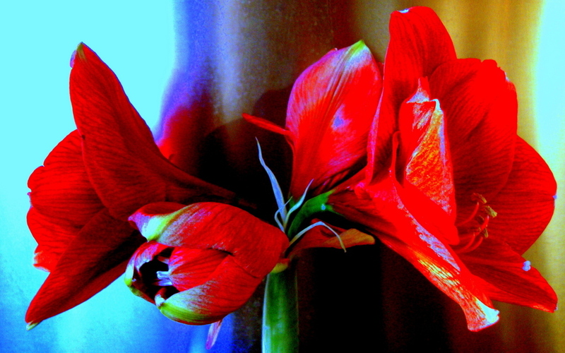 Amaryllis 2