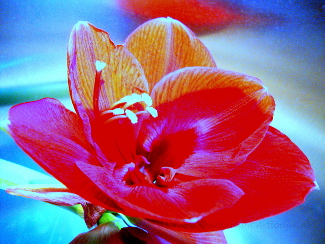 Amaryllis 3