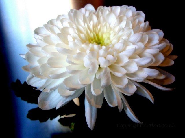 Chrysant