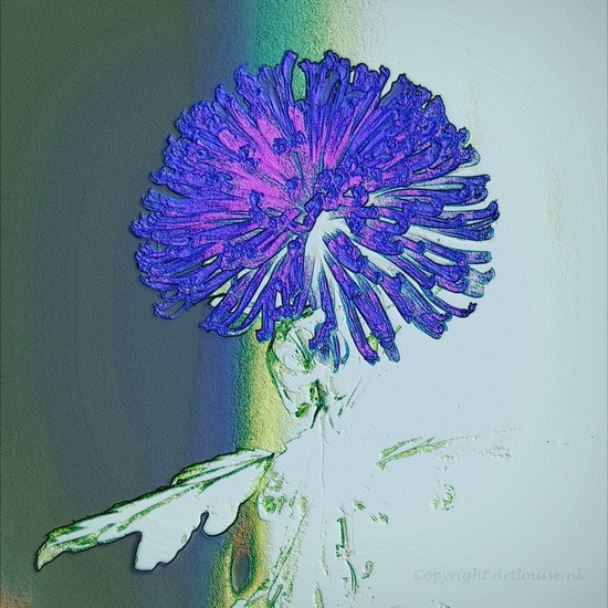 Chrysant nivo ets 7