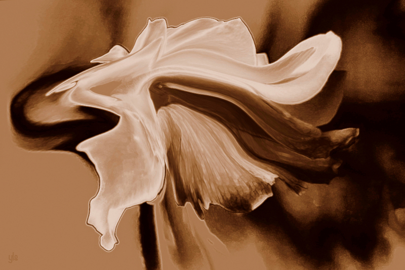 Witte roos veranderd in Art