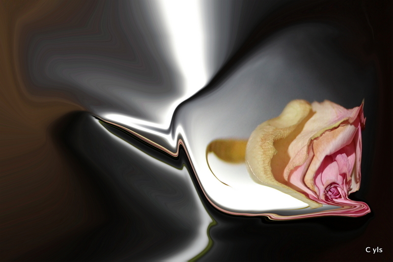 Roos, mooi oud worden