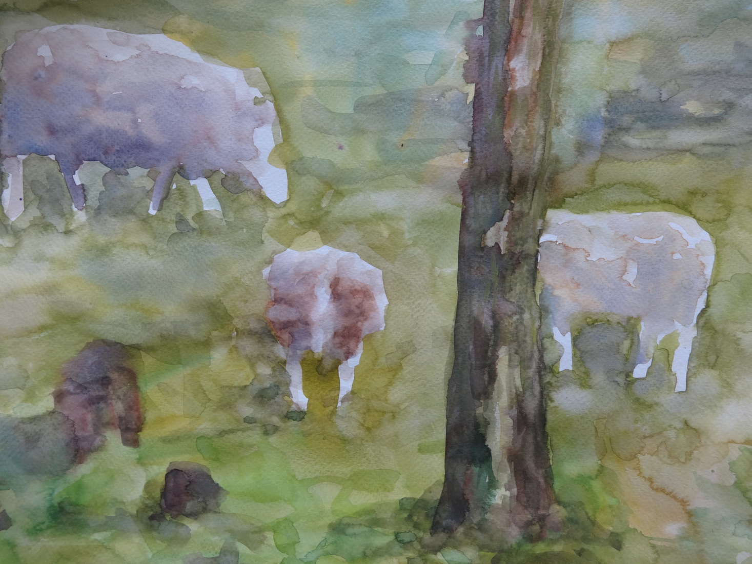 schapen