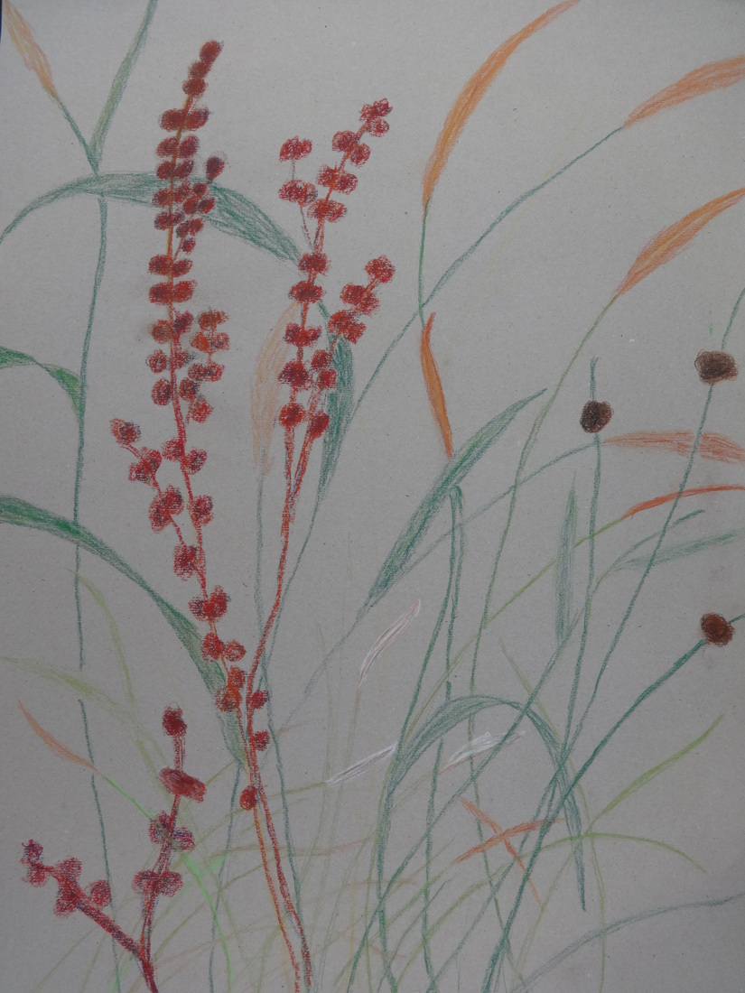 grassen, bies en zuring, 