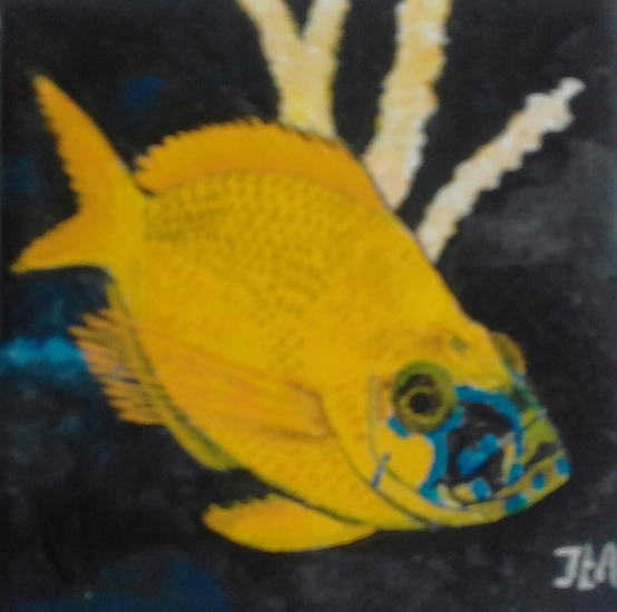 golden hamlet fish