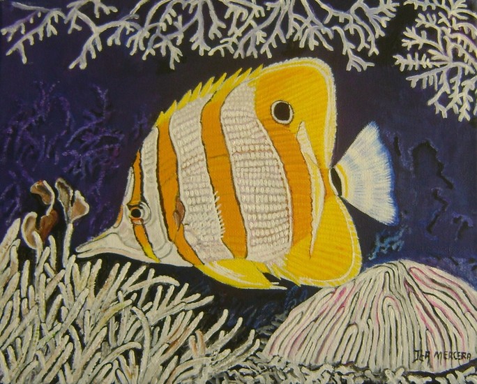 copperband butterfly fish