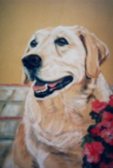 labrador