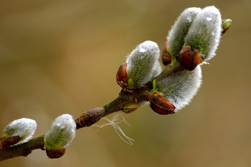 Wilgenkatjes