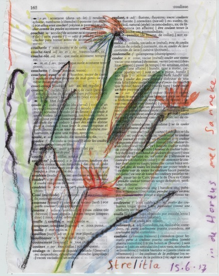 Coulisse / Strelitia