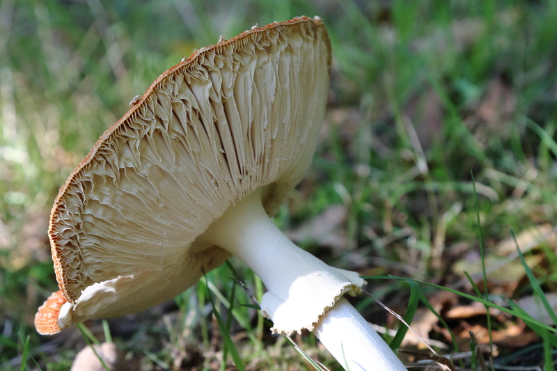 paddenstoel ...omgevallen