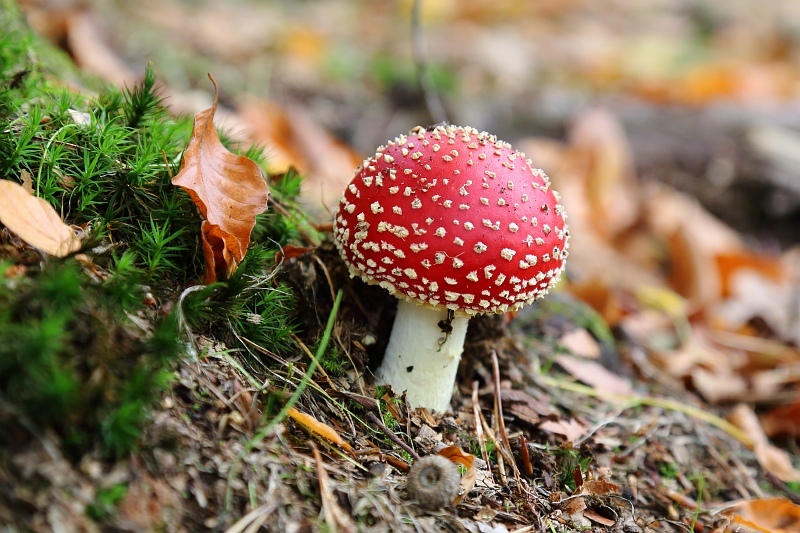 rood met witte stippen