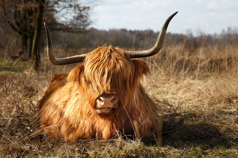 1 schotse hooglander