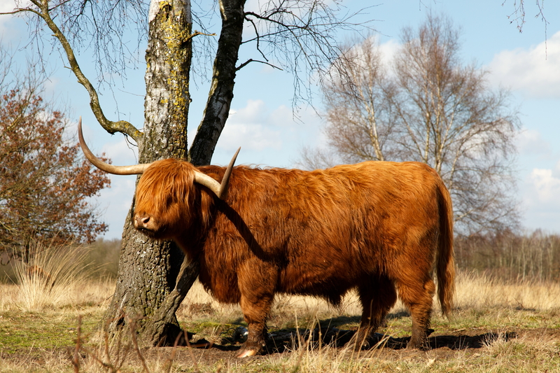 3 schotse hooglander
