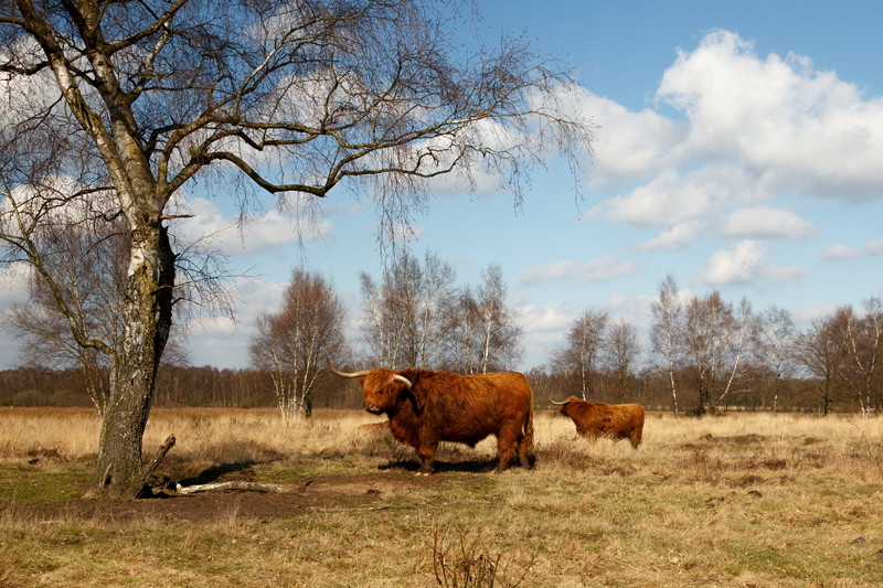 4 schotse hooglander