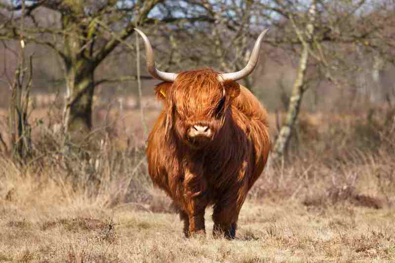 5 schotse hooglander