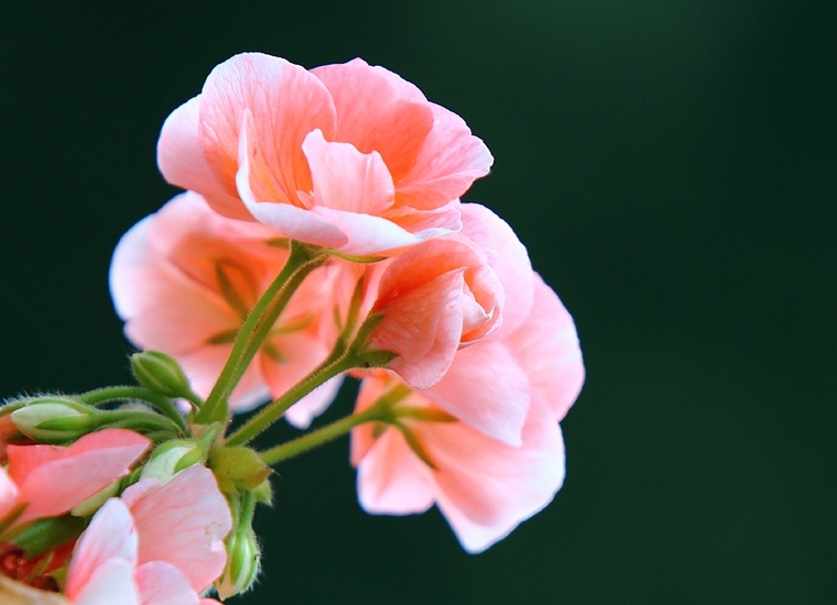 geranium
