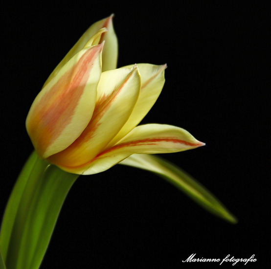 tulp