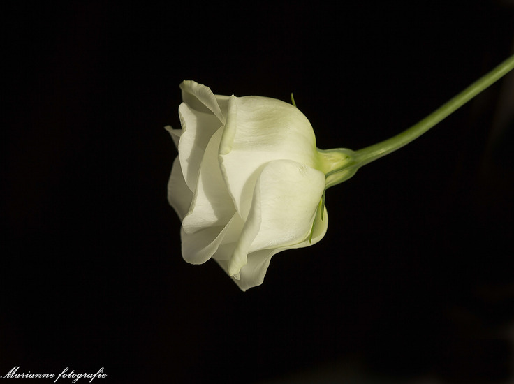 witte bloem